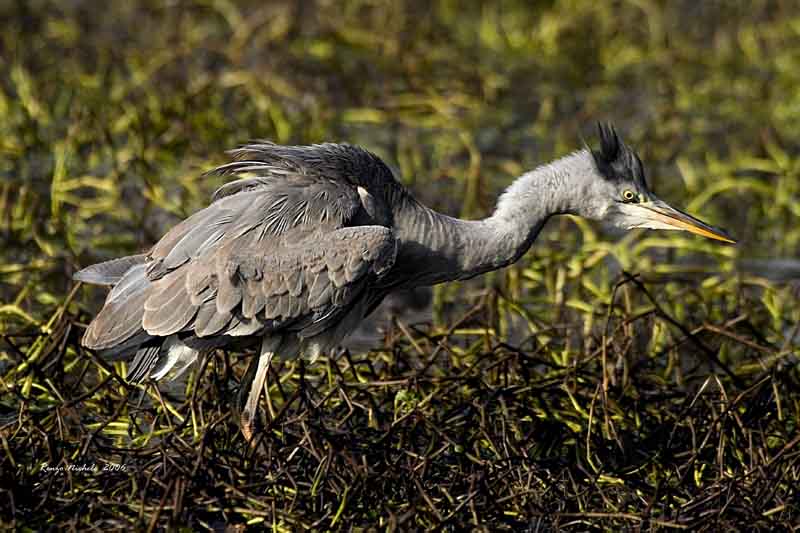 Airone cenerino - Ardea cinerea